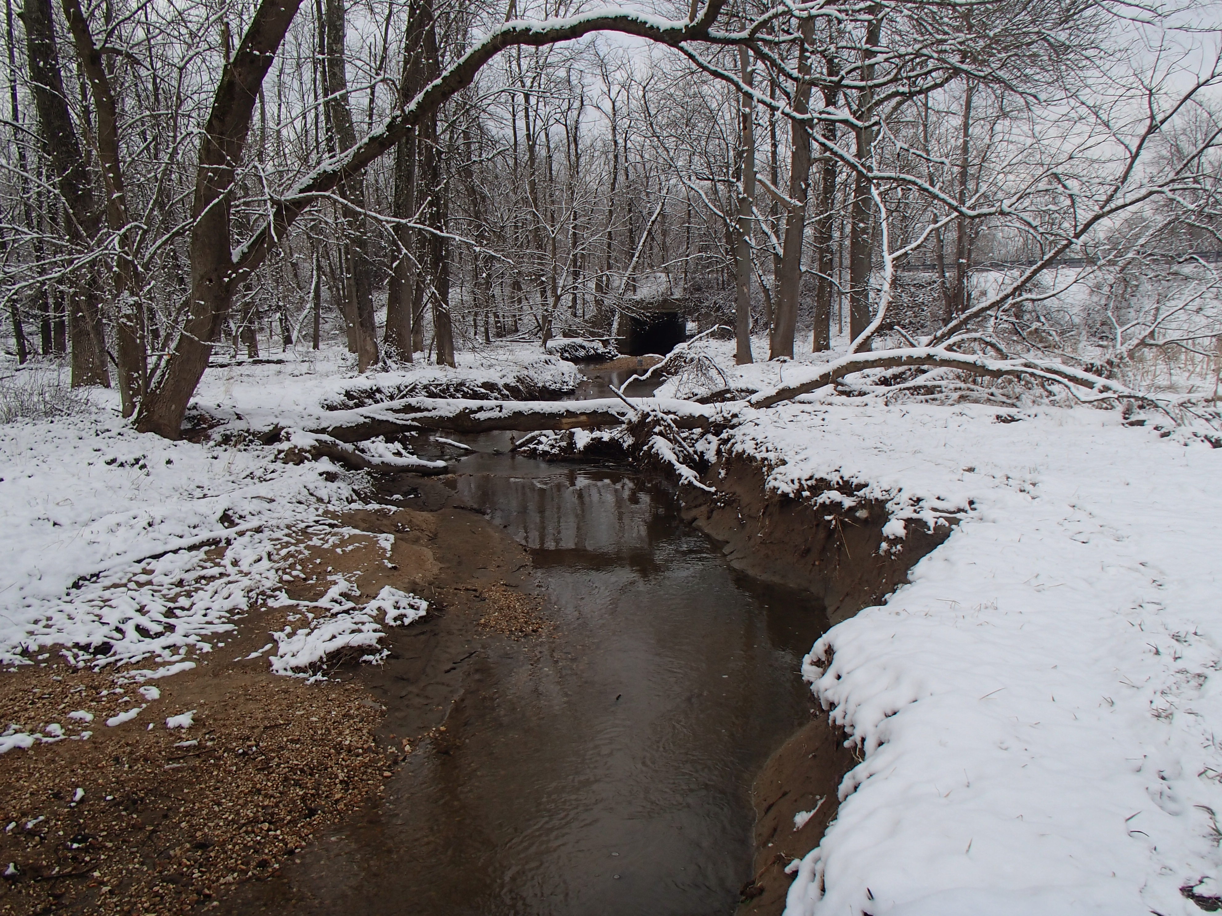 Field photo showing stream conditions at site LPAX-290-X-2016_Midpoint looking downstream